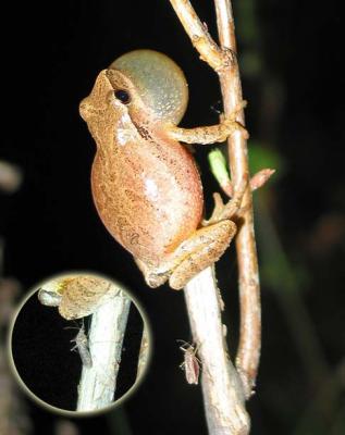 Spring Peeper & Mosquito