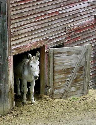 Small Door for a Small Donkey