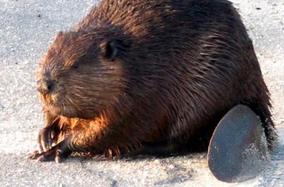 beavers