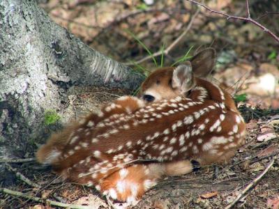 fawn 0134b.jpg