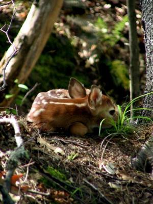fawn 0143b.jpg