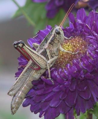 grasshopper 7643b.jpg