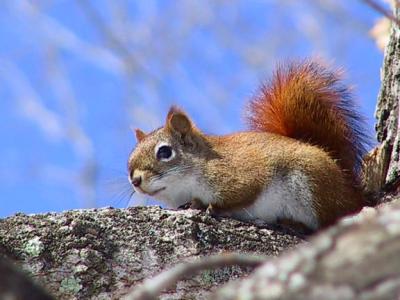 u27/loggah/medium/16417237.redsquirrel11267b.jpg