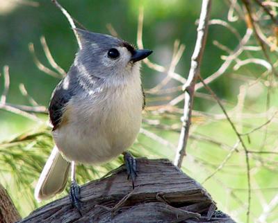 tufted titmouse