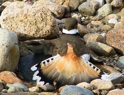 killdeer display