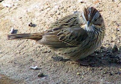 lincolns sparrow