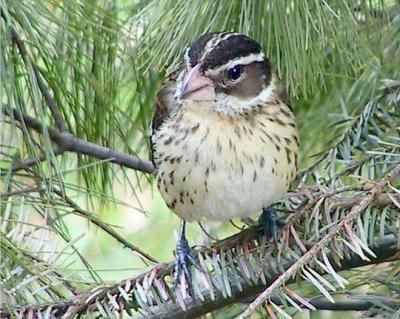 Rose Breasted Grosbeak female