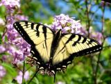 tiger_swallowtail_6221.jpg