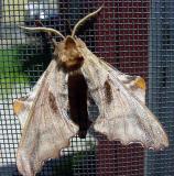 blinded sphinx moth