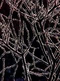 ice branchesb.jpg