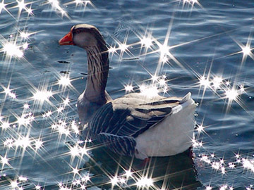 star-spangled greylag goose