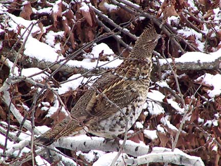 Ruffed Grouse