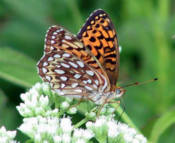 fritillaries