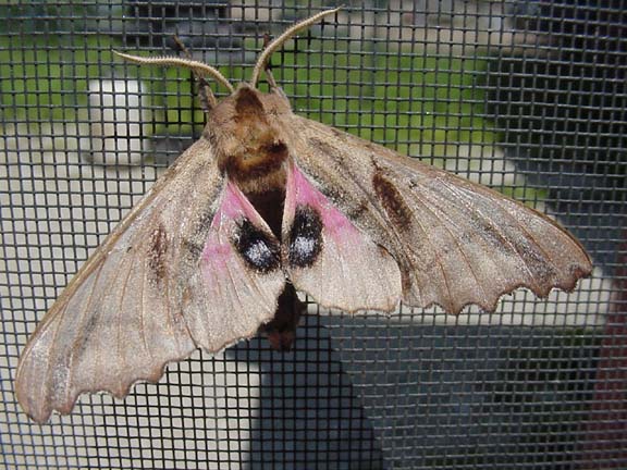 blinded sphinx moth