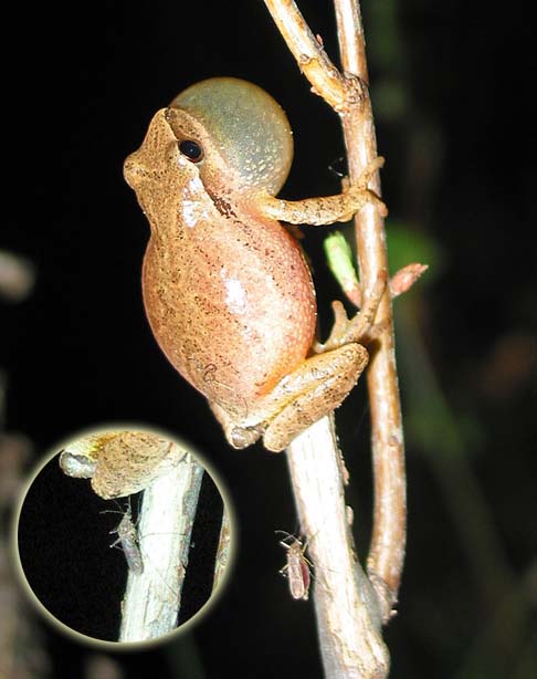 Spring Peeper & Mosquito