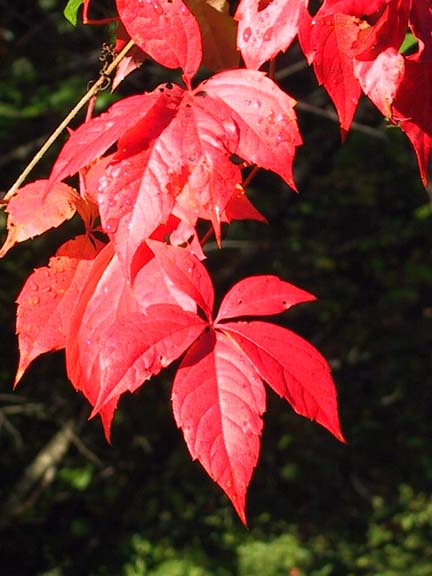 virginia creeper 8780b.JPG