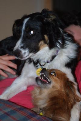 Devil Dogs