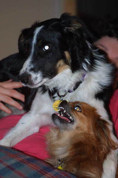 Devil Dogs