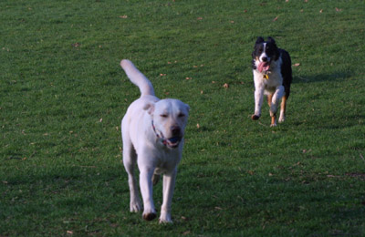 Your too slow to catch me!!