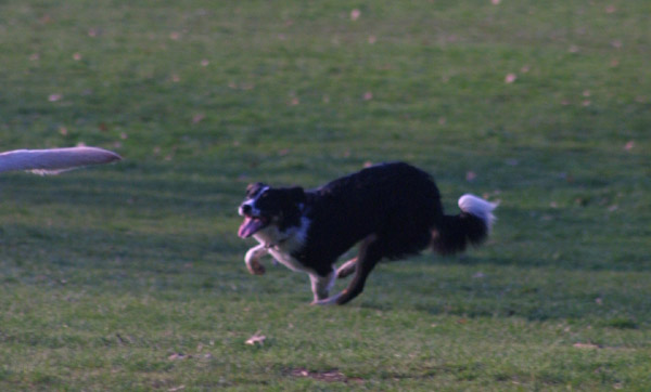 Chasing Jaz