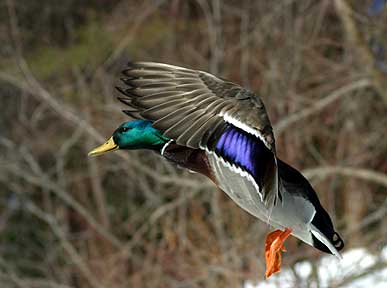 Rainbow Duck - Duck