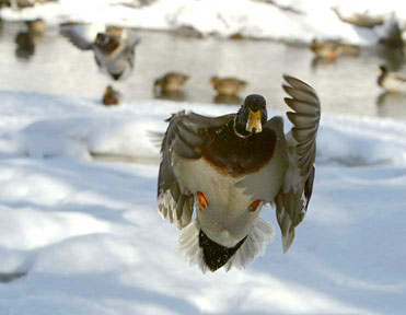 Determined Mallard - Ducks