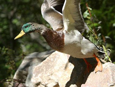 9.5 Dive - Duck