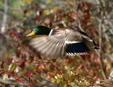 Autumn Mallard - Duck