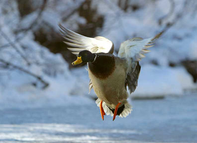 Winter Inspiration - Duck