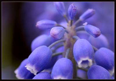 flora outtake: luminous blue