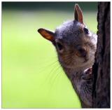 squirrel closeup