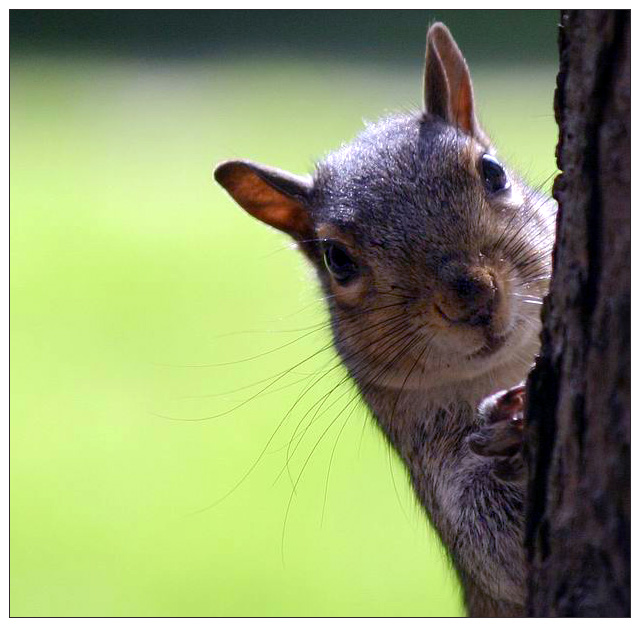squirrel closeup