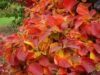 fothergilla.jpg