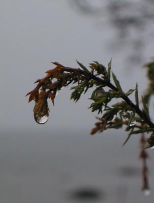 Water drop in juniper