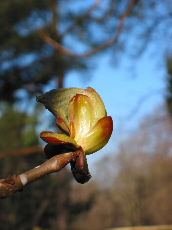Horse chestnut