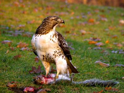 Red-tailed Hawk and Squirrel