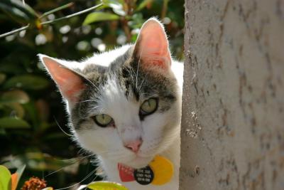 Feline Visitor