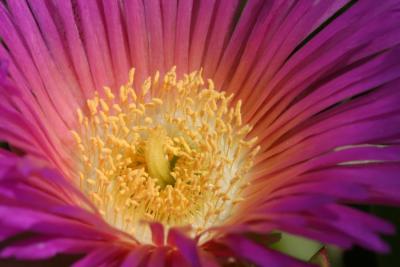 10D 100mm 2.8 macro 1