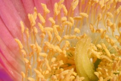 10D 100mm 2.8 macro 1 snip