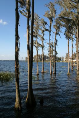 u27/masterrobert/medium/16501537.LakeApopka01.jpg