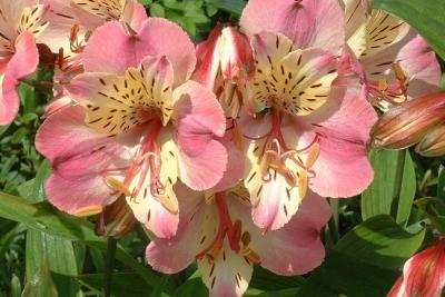 Alstroemeria (Peruvian Lily)