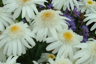 Dendranthema - Chrysanthemum