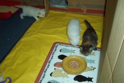 Look at our dinner table!1