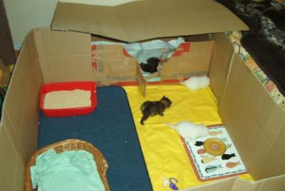 The enlargment of the kitty home!