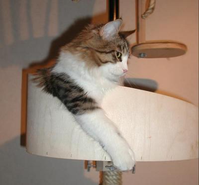Relaxing in the cat tree!