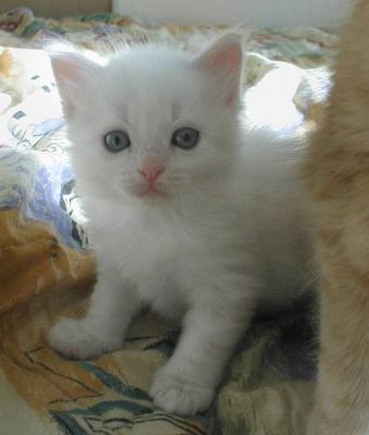 More pictures of C kittens at 4 weeks -- Lisää neljäviikkoisia C-pentuja