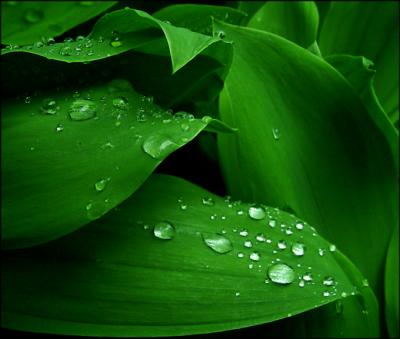 Wet Leaves