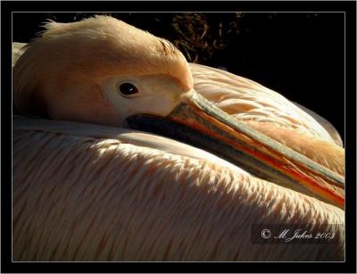 Pelican..Blackpool Zoo