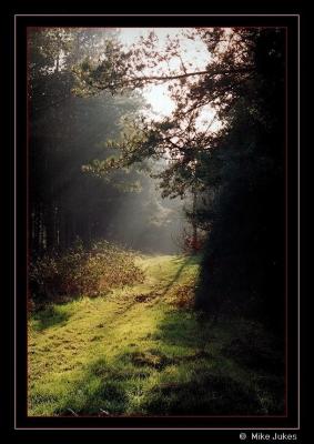 Late afternoon in the woods