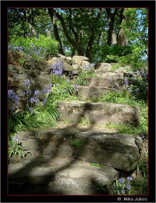 Bluebell steps